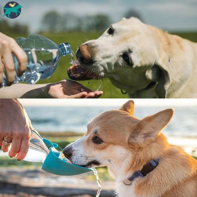 Gourde pour chien - 800ml